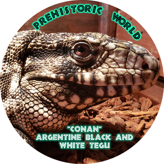 "Conan" the Black and White Tegu 2.5" Sticker