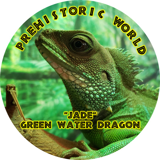 "Jade" the Green Water Dragon 2.5" Sticker
